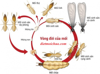 Gò mối trong phong thủy